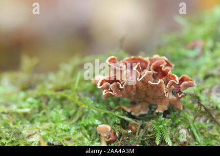Stereum gausapatum, connu sous le nom de chêne de saignement, croûte aux champignons sauvages de Finlande Banque D'Images