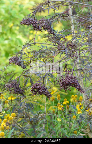 Schwarzer Holunder (Sambucus nigra BLACK LACE) Banque D'Images