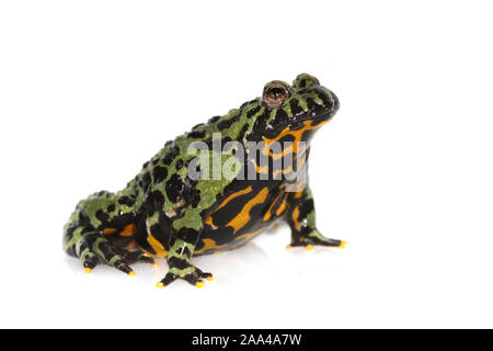 Portrait d'un Oriental Fire-bellied Toad Banque D'Images