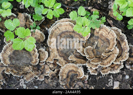 Bjerkandera adusta, connu sous le nom de smoky smoky ou polypore champignon sauvage, support de la Finlande Banque D'Images