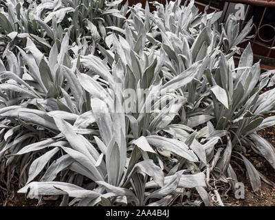 Espeletia blanc plante Banque D'Images