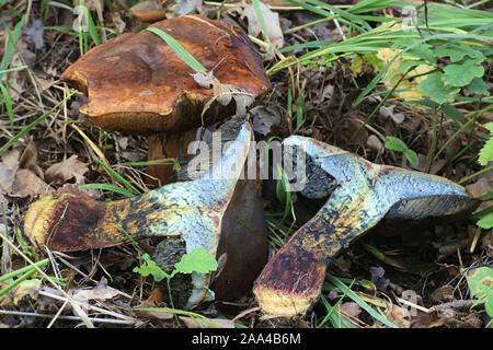 Neoboletus ou Boletus luridiformis luridiformis,, connu sous le scarletina bolet champignon sauvage, à partir de la Finlande Banque D'Images