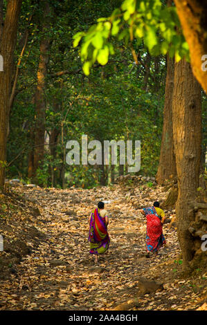 Womans indiens traditionnels en saris marche sur Corbett jungle près de la basse-cour Kaladhungi, Uttarakhand, Inde Banque D'Images