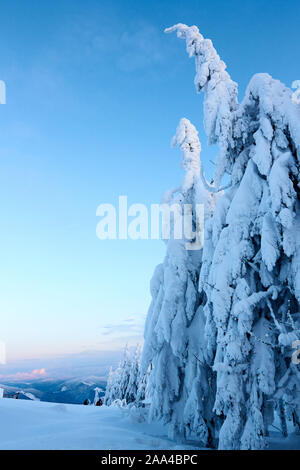 Régime d'hiver et de la neige sur les branches des sapins sur la montagne sur fond de ciel bleu le lever du soleil. Pins après de fortes chutes de neige dans les montagnes sur Banque D'Images