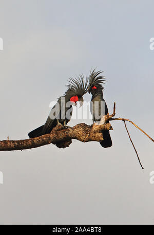 (Probosciger aterrimus Palm Cockatoo) paire perché sur branche morte Fly River, la Papouasie-Nouvelle-Guinée Juillet Banque D'Images