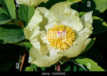 Close up of seule fleur jaune d'Paeonia mlokosewitschii pivoine (caucasien)