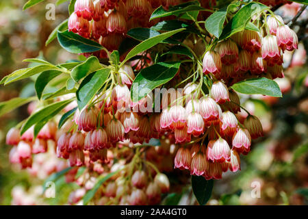 Close up de grappes de fleurs rose crème de Redvein enkianthus Enkianthus campanulatus () Banque D'Images