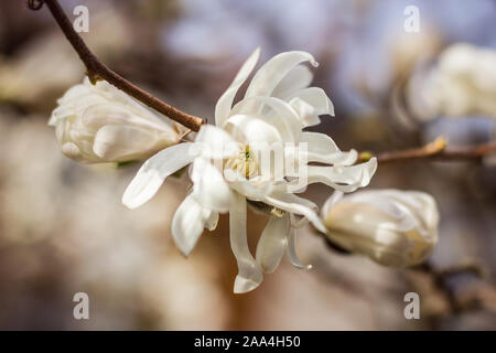 Macro d'étoiles en fleurs magnolia au printemps, isolé de l'arrière-plan Banque D'Images