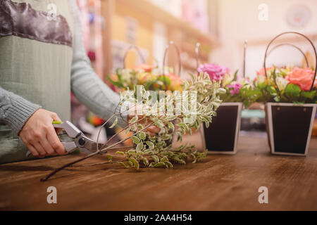 Tablier en fille fleuriste recueille des fleurs bouquet de roses en boite cadeau, coupe les feuilles avec un sécateur. Banque D'Images