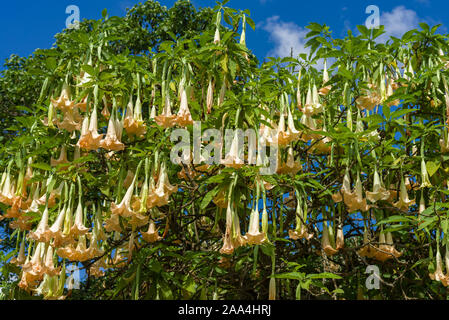 Trompette des anges Brugmansia suaveolens (ou Datura suaveolens) fleurs pendantes, Kenya, Afrique de l'Est Banque D'Images