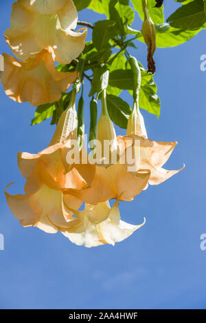 Trompette des anges Brugmansia suaveolens (ou Datura suaveolens) fleurs pendantes, Kenya, Afrique de l'Est Banque D'Images