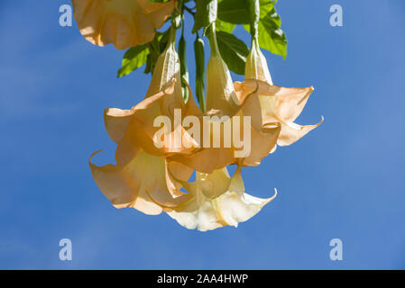 Trompette des anges Brugmansia suaveolens (ou Datura suaveolens) fleurs pendantes, Kenya, Afrique de l'Est Banque D'Images