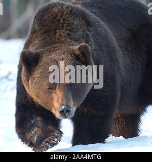 Avril 22, 2019. Un ours brun (Ursus arctos) dans la taïga. Khumo, en Finlande. Banque D'Images