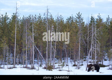 Avril 22, 2019. Un ours brun (Ursus arctos) dans la taïga. Khumo, en Finlande. Banque D'Images