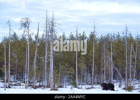 Avril 22, 2019. Un ours brun (Ursus arctos) dans la taïga. Khumo, en Finlande. Banque D'Images