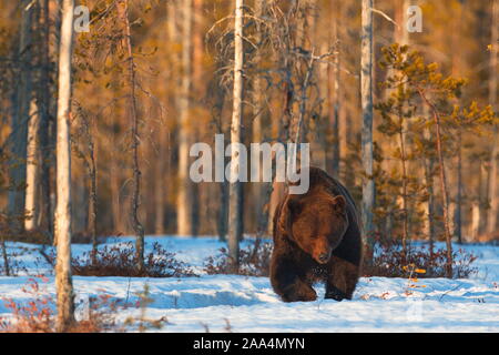 Avril 22, 2019. Un ours brun (Ursus arctos) en laissant la forêt au coucher du soleil. Khumo, en Finlande. Banque D'Images