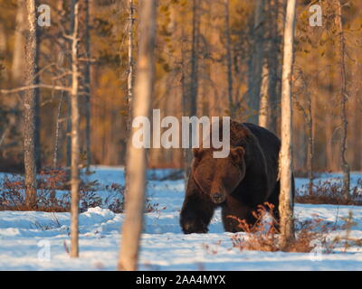 Avril 22, 2019. Un ours brun (Ursus arctos) dans la taïga. Khumo, en Finlande. Banque D'Images