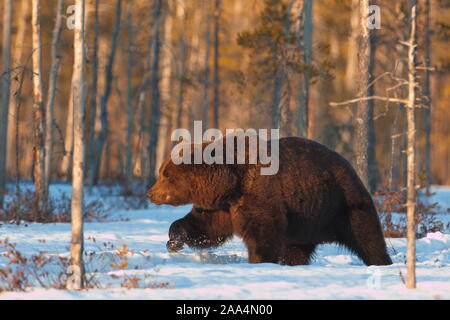 Avril 22, 2019. Un ours brun (Ursus arctos) dans la taïga. Khumo, en Finlande. Banque D'Images