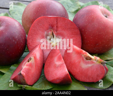 Apfel (Malus domestica 'Baya Marisa') Banque D'Images