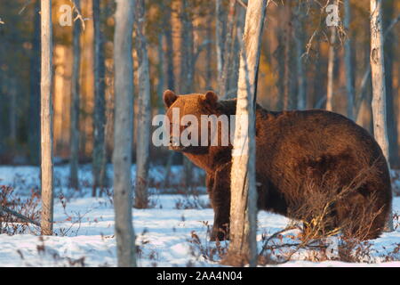 Avril 22, 2019. Un ours brun (Ursus arctos) dans la taïga. Khumo, en Finlande. Banque D'Images