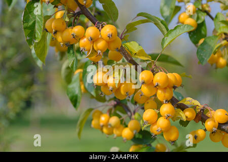 Zier-Apfel (Malus 'Golden Hornet') Banque D'Images