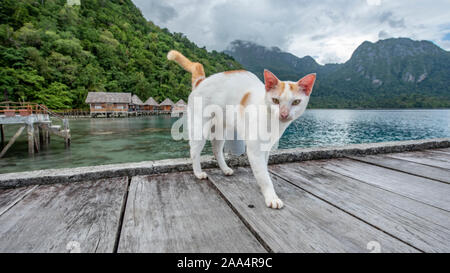 Chat sur une jetée en bois, Ora Beach, Seram, Moluques, Indonésie Banque D'Images