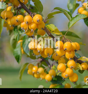 Zier-Apfel (Malus 'Golden Hornet') Banque D'Images