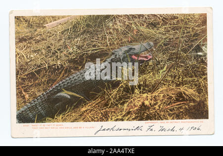 1901-1902. Inclus à partir de 1000 à l'occasion les réimpressions série. ; un alligator, en Floride Banque D'Images