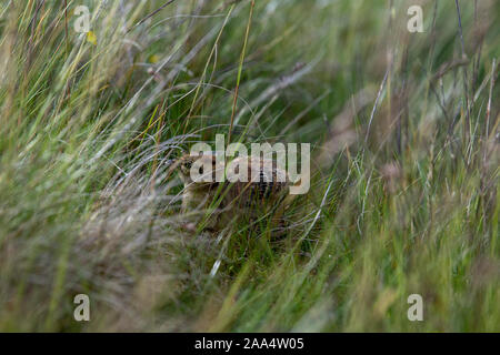 Tétras, Lyrurus tetrix, chick se cachant dans la lande de l'herbe. , Cumbria (Royaume-Uni). Banque D'Images