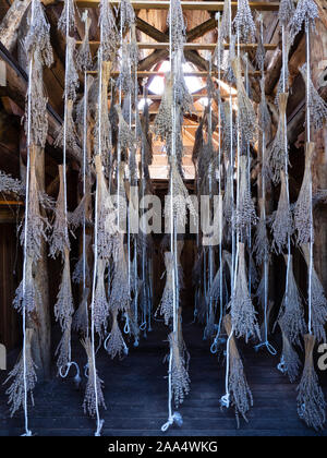 Séchage à l'intérieur de la lavande stavkirke de Norvège pavillon du jardin, produits laitiers de l'île, l'île de Washington, le comté de porte, au Wisconsin. Banque D'Images