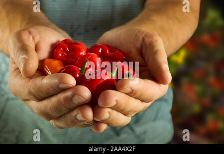 Fermier tient dans ses mains un habanero poivrons. Légumes, nourriture Banque D'Images