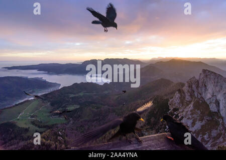 Sankt Gilgen : voir à partir de la randonnée au lac Attersee Schafberg (avec des nuages de brouillard au-dessus de l'eau, sommet Spinnerin, oiseau Alpine chough Pyrrhocorax (gracu Banque D'Images
