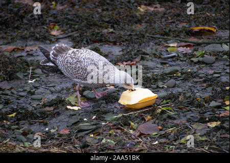 Une mouette de manger un repas à emporter en polystyrène fort à Aberystwyth le port à marée basse Banque D'Images