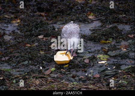 Une mouette de manger un repas à emporter en polystyrène fort à Aberystwyth le port à marée basse Banque D'Images