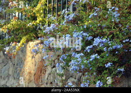 'Plumbago Auriculata', communément appelé Plumbago capensis. Evergreen Tropical, arbuste à fleurs. Utilisation en décoration de jardin Banque D'Images