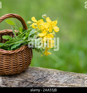 Une plus grande chélidoine, Chelidonium majus, la lapsane commune, swallowwort ou tetterwort fleurs jaunes en panier en osier de vigne. Collection de plantes médicinales Banque D'Images