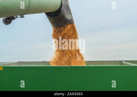 Combiner le déchargement d'un chargement de grain dans un chariot de récolte dans l'Illinois Central Banque D'Images