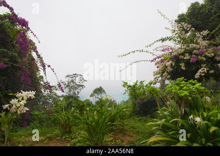 Un nuage blanc vue de Penang Hill, grâce à une trame de plantes tropicales et d'arbres Banque D'Images