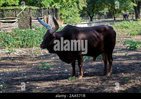 African brown bull Watusi Ankole watusi Bos taurus, ou Ankole Longhorn reste dans l'ombre, Sofia, Bulgarie Banque D'Images