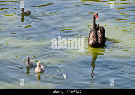 Belle black swan la baignade dans un lac avec threе petits cygnes, Sofia, Bulgarie Banque D'Images