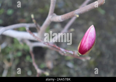 Magnolia rose au printemps, les bourgeons de fleurs de plus en plus sur la branche sur l'arbre de printemps merveilleux contexte Banque D'Images