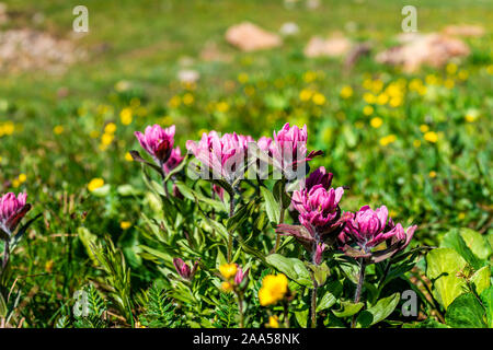 Gros plan macro de fleurs rose pourpre rose paintbrush sur meadow field sur le sentier d'Ice Lake près de Silverton, Colorado en août 2019 l'été Banque D'Images