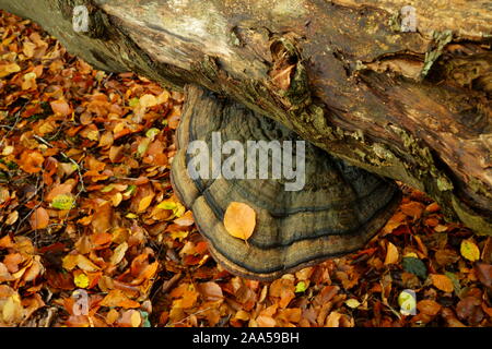 Hoof Fomes fomentarius champignon poussant sur un arbre hêtre tombé. Banque D'Images