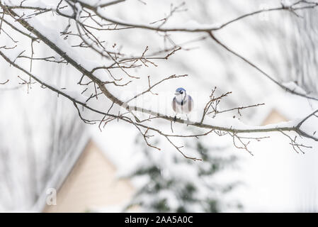 L'un geai bleu, Cyanocitta cristata, oiseau percheur assis loin lointain sur le chêne arbre branche pendant l'hiver, recouverts de neige en Virginie avec flou backgrou Banque D'Images