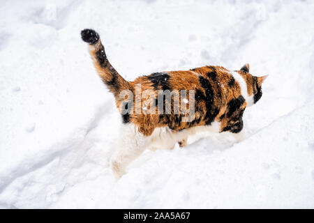 Gros plan de Calico cat kitty high angle à l'extérieur dans la cour pendant une tempête de neige La neige en marchant sur le jardin curieux chemin explorer hiver froid panoplie Banque D'Images