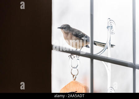 Moqueur polyglotte oiseau posé sur la pendaison percheurs suet convoyeur avec fenêtre en verre maison Virginie Banque D'Images