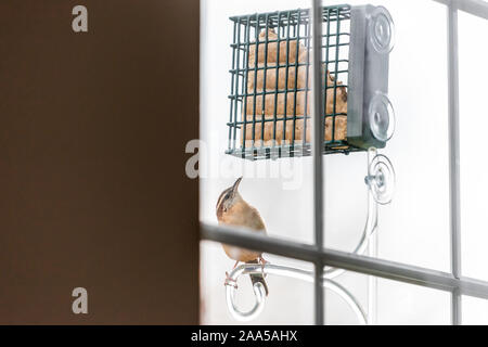 Un seul oiseau troglodyte de Caroline brun perché sur la pendaison de rognon en plastique de la cage feeder gâteau par fenêtre dans Virginia mangeant avec bec Banque D'Images