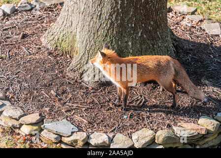 Du côté d'un gros plan de l'est sauvage orange red fox en Virginie en extérieur dans cour avec manteau de fourrure pelucheuse et la queue par tree Banque D'Images