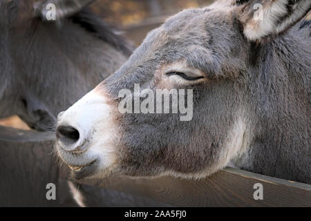 Tête d'un âne gris close up. L'âne avec ses yeux fermés posa sa tête sur la clôture de la volière. Heureux les animaux au zoo. Banque D'Images