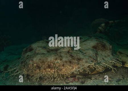 Wobbegong à pampilles low angle Banque D'Images